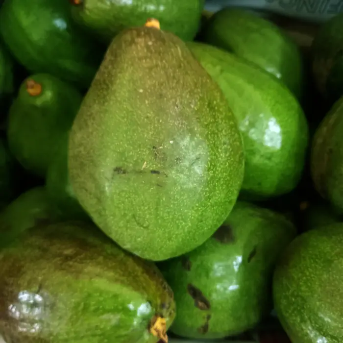 Palta
